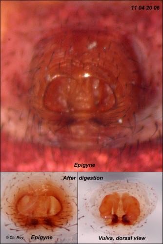 Réf. 68 931 : Xysticus luctator