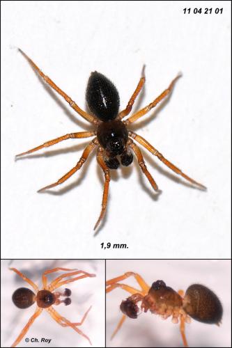 Pocadicnemis juncea