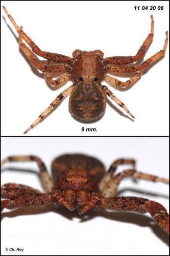 Xysticus luctator