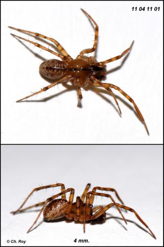 Réf. 68 165 : Stemonyphantes lineatus