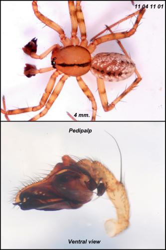 Réf. 68 166 : Stemonyphantes lineatus