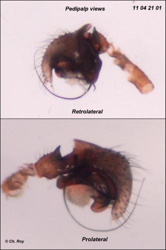 Réf. 68 896 : Pocadicnemis juncea