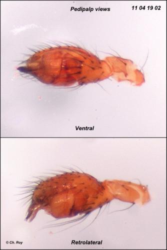Réf. 68 965 : Simitidion simile