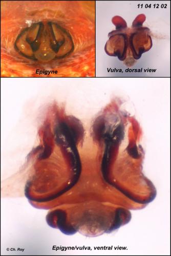 Réf. 68 268 : Gibbaranea bituberculata