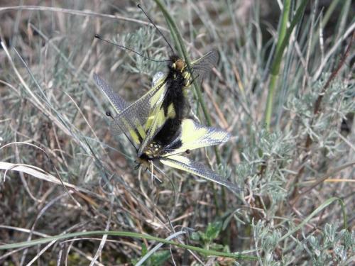 Libelloides coccajus