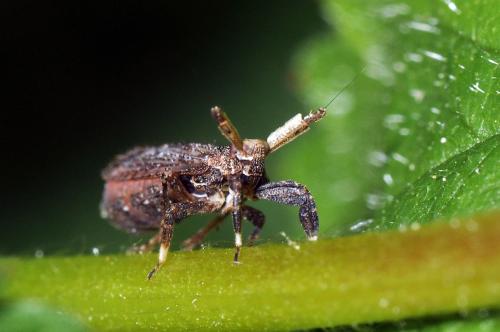Réf. 68 987 : Asiraca clavicornis