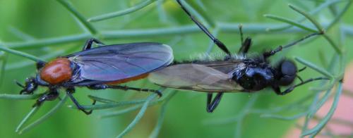 Réf. 68 690 : Bibio hortulanus