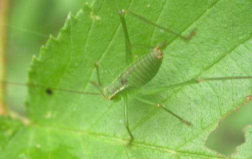 Phaneropterinae