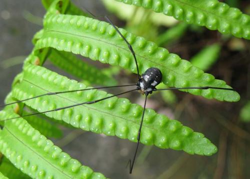 Gagrella sp.