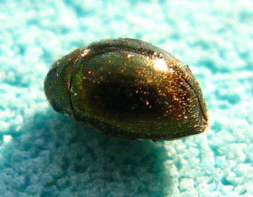 Réf. 68 014 : Lamprobyrrhulus nitidus