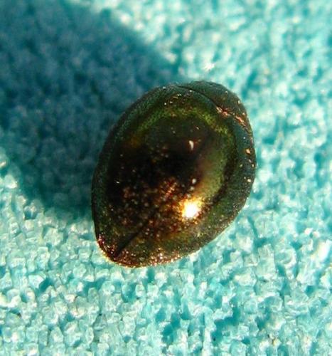 Réf. 68 015 : Lamprobyrrhulus nitidus
