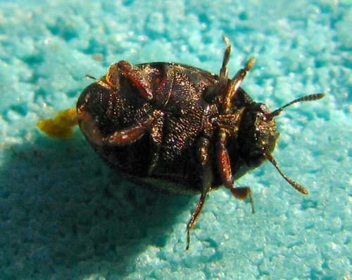 Réf. 68 016 : Lamprobyrrhulus nitidus