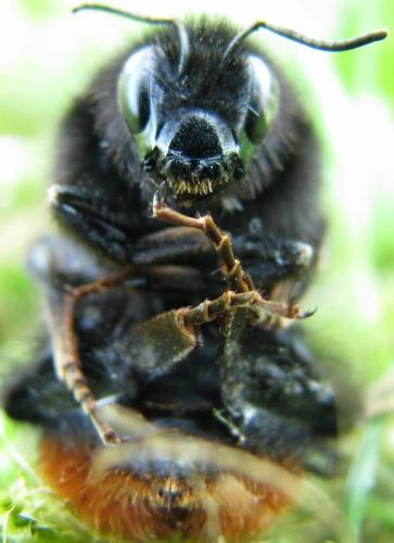 Bombus lapidarius