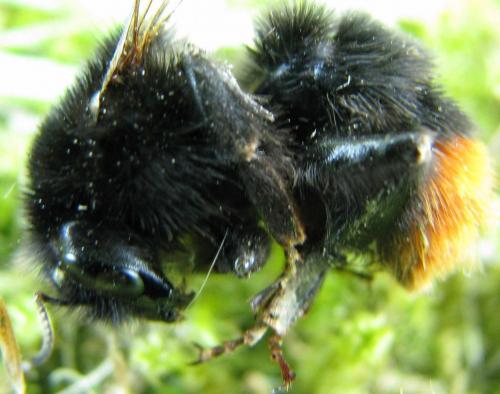 Bombus lapidarius