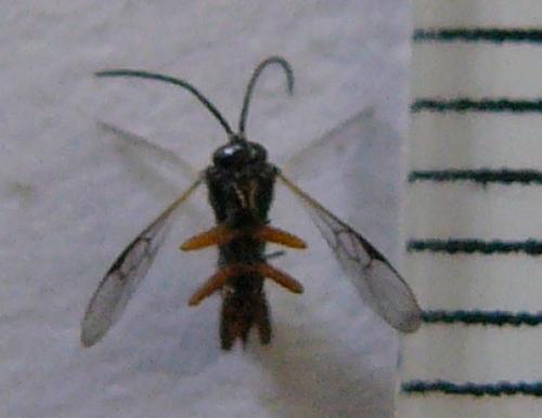 Réf. 68 051 : Microgastrinae inconnu