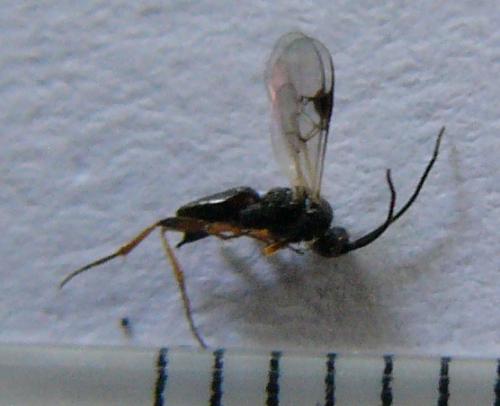 Réf. 68 050 : Microgastrinae inconnu