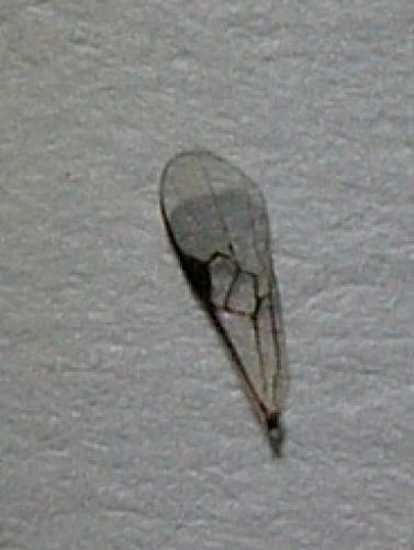 Réf. 68 053 : Microgastrinae inconnu