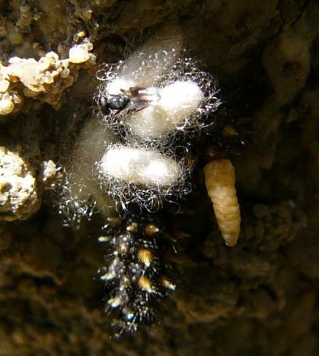 Réf. 68 054 : Microgastrinae inconnu