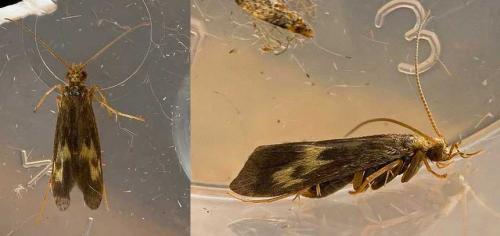Neureclipsis bimaculata