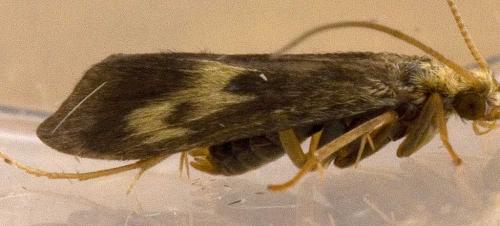 Neureclipsis bimaculata
