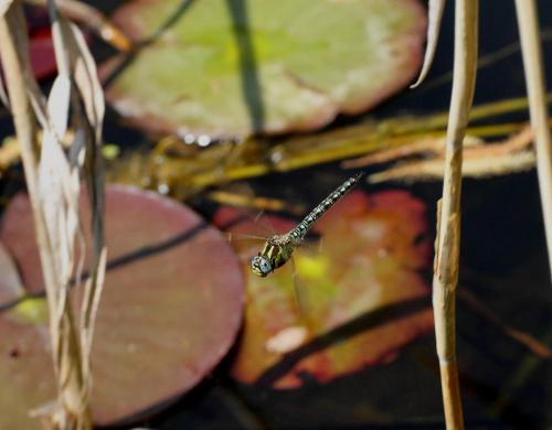 Réf. 68 689 : Brachytron pratense
