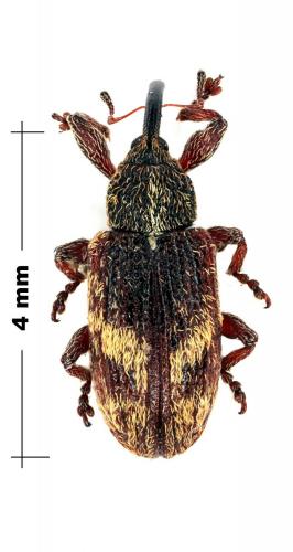 Réf. 68 878 : Bradybatus kellneri