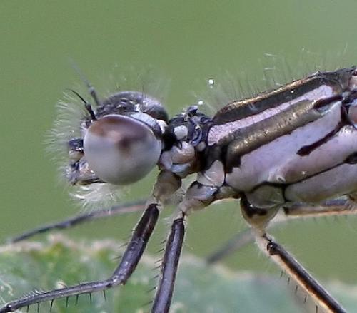 Réf. 68 851 : Coenagrion pulchellum