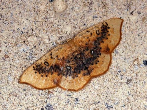 Réf. 68 855 : Cyclophora albiocellaria lennigiaria