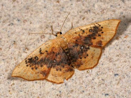 Cyclophora albiocellaria lennigiaria
