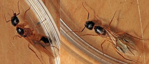 Camponotus aegyptiacus