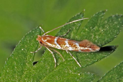 Réf. 68 699 : Cameraria ohridella