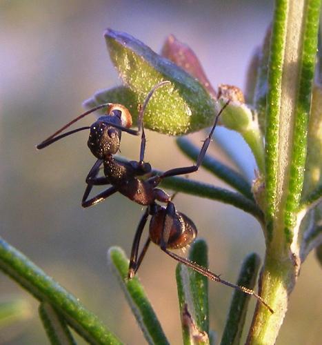 Camponotus cruentatus