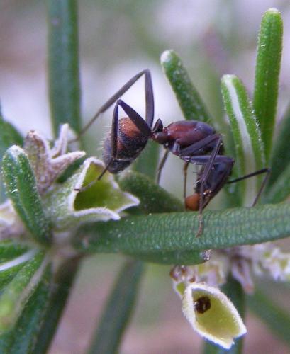 Camponotus cruentatus