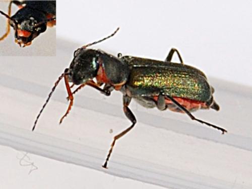 Clanoptilus abdominalis