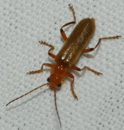 Réf. 68 939 : Cantharis pallida