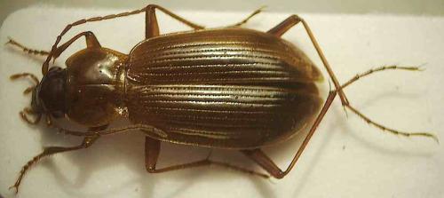 Réf. 68 469 : Nebria sp.