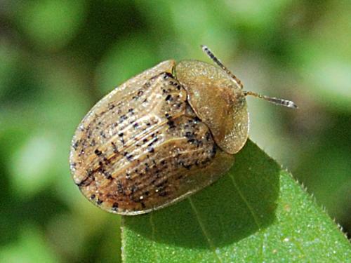 Réf. 68 049 : Cassida nebulosa