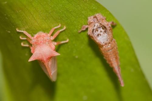 Réf. 68 148 : Centrotus cornutus