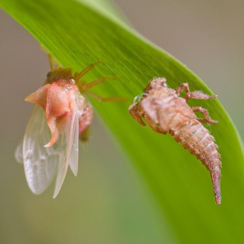 Centrotus cornutus
