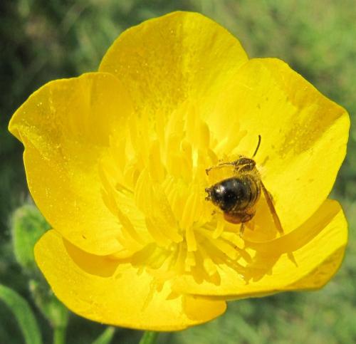 Chelostoma florisomne