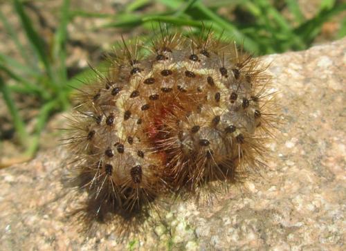 Cymbalophora pudica