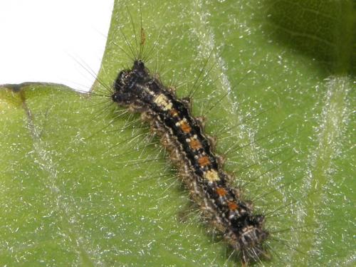 Lymantria dispar