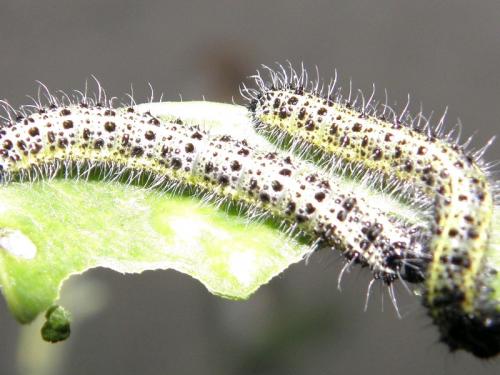 Pieris brassicae