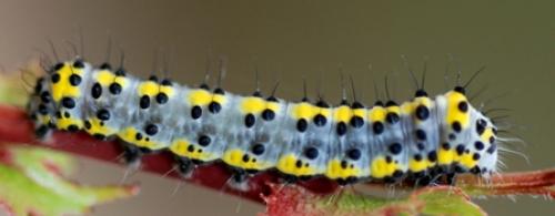 Diloba caeruleocephala