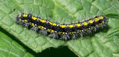 Réf. 68 099 : Callimorpha dominula