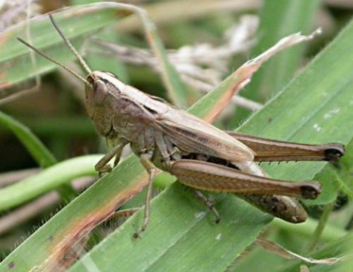 Réf. 68 115 : Pseudochorthippus parallelus