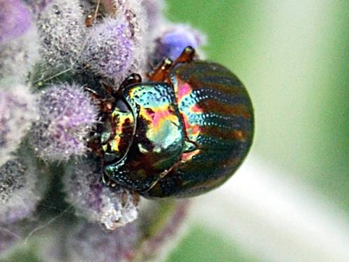 Réf. 68 772 : Chrysolina americana