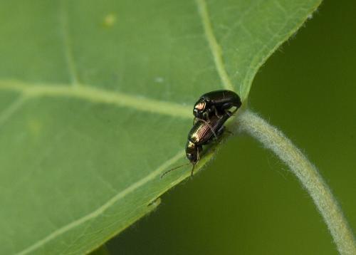 Crepidodera sp.