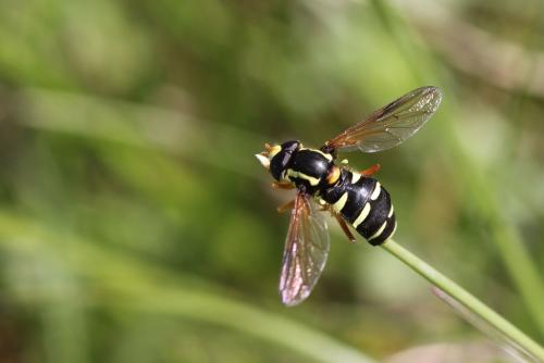 Philhelius citrofasciatum