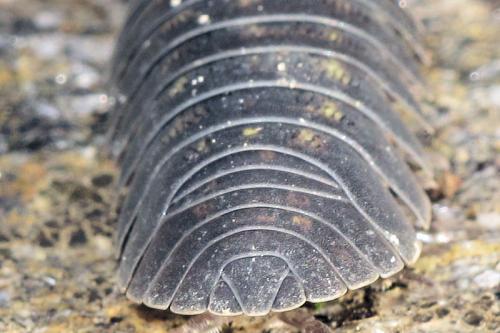 Armadillidium depressum